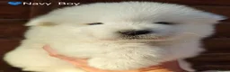 Samoyed dogs for sale: Exceptional pedigree puppies. - Advert 6