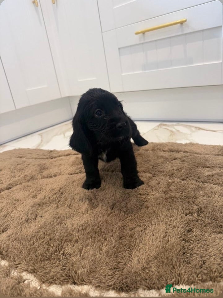 Cocker Spaniel dogs for sale: Cocker spaniel show type puppies  - Advert 13