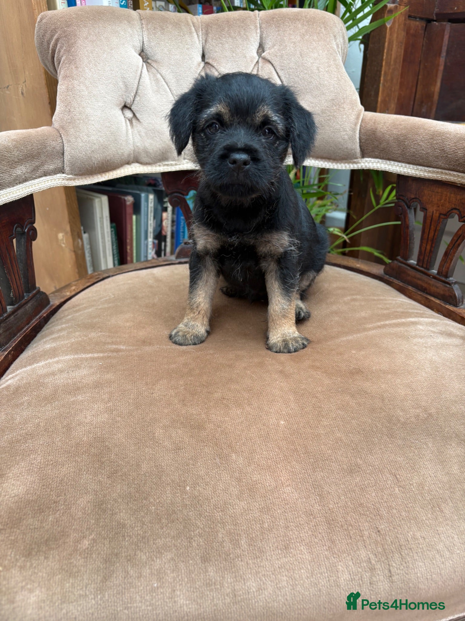 Border Terrier dogs Beautiful Border Terrier Dog Puppy - Advert 1