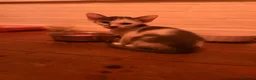 Oriental cats for sale: Oriental kittens available, males and female  - Advert 12