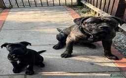 Cane Corso dogs for sale: 15month cane corso pup - Image 2