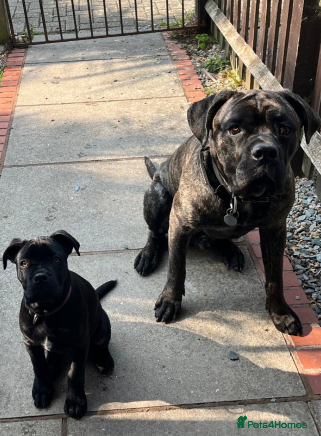 Cane Corso dogs for sale: 15month cane corso pup - Image 2