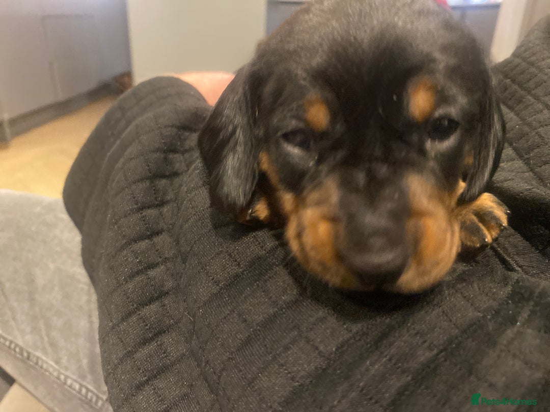 Miniature Dachshund dogs for sale: Miniature dachshund  - Advert 6