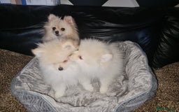 Pomeranian dogs for sale: KC registered Adorable White Pomeranians boy, girl - Image 2