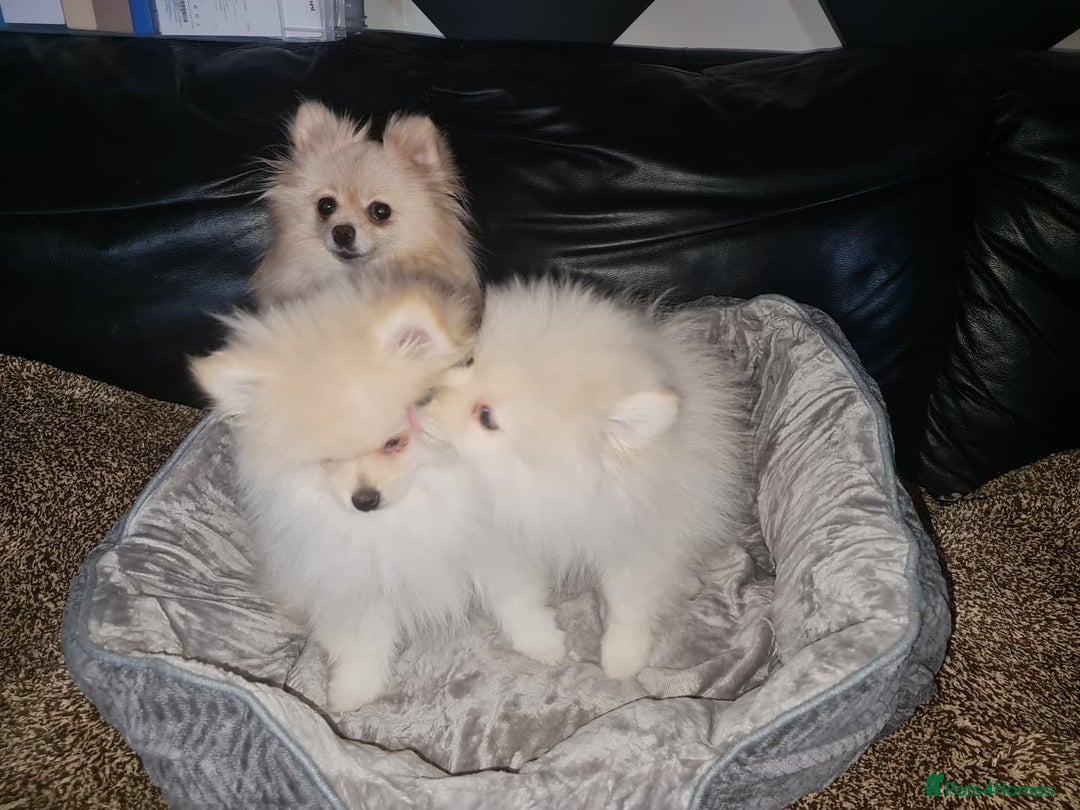 Pomeranian dogs for sale: KC registered Adorable White Pomeranians boy, girl - Image 2