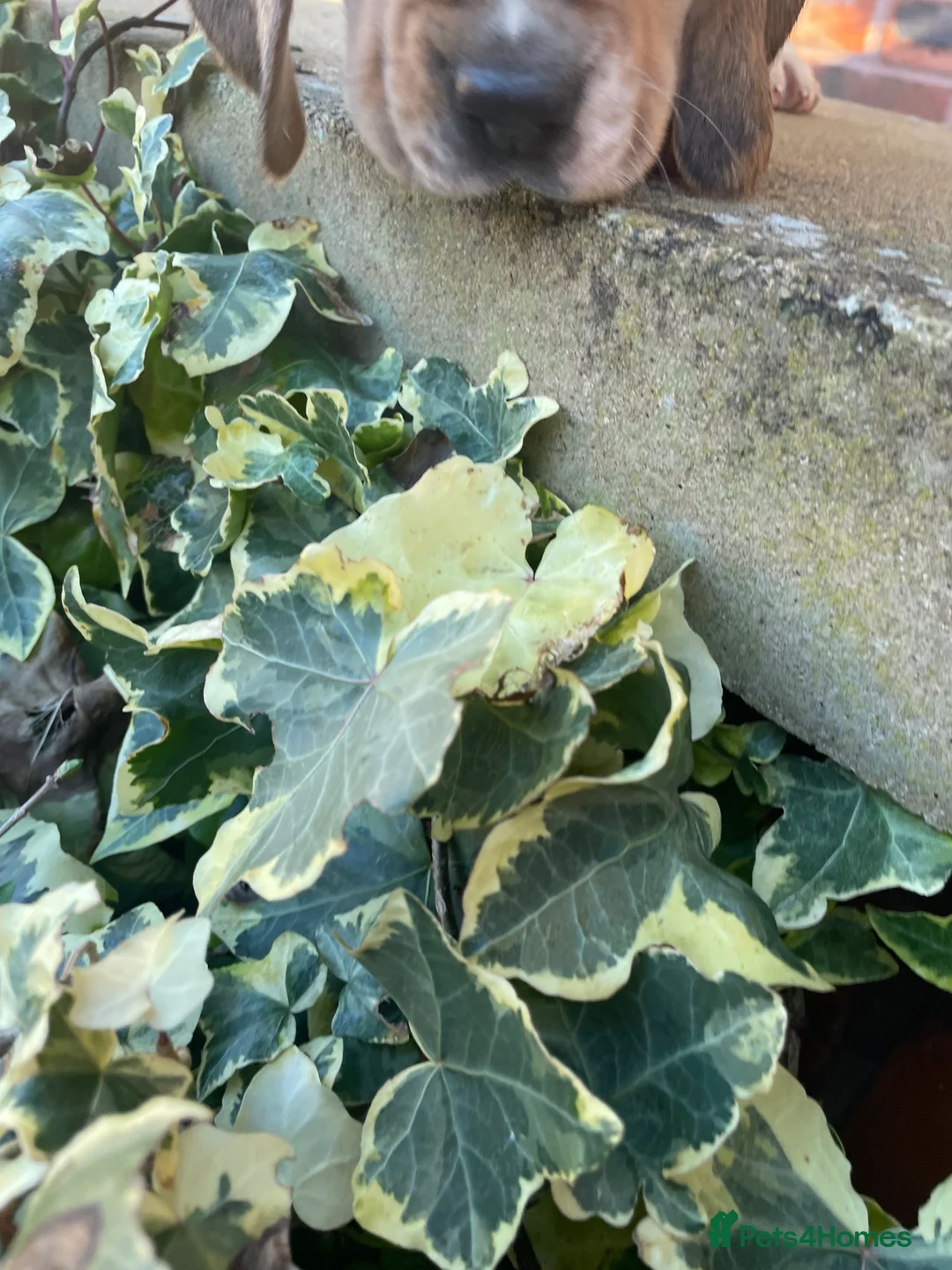 Beagle dogs for sale: Kc pups due Feb ready april - Advert 3