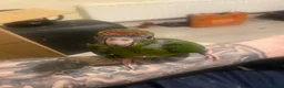 Parrots birds for sale: Hand reared Kakariki  - Advert 4