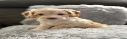 Cockapoo dogs for sale: Cockapoo Puppies  - Advert 4