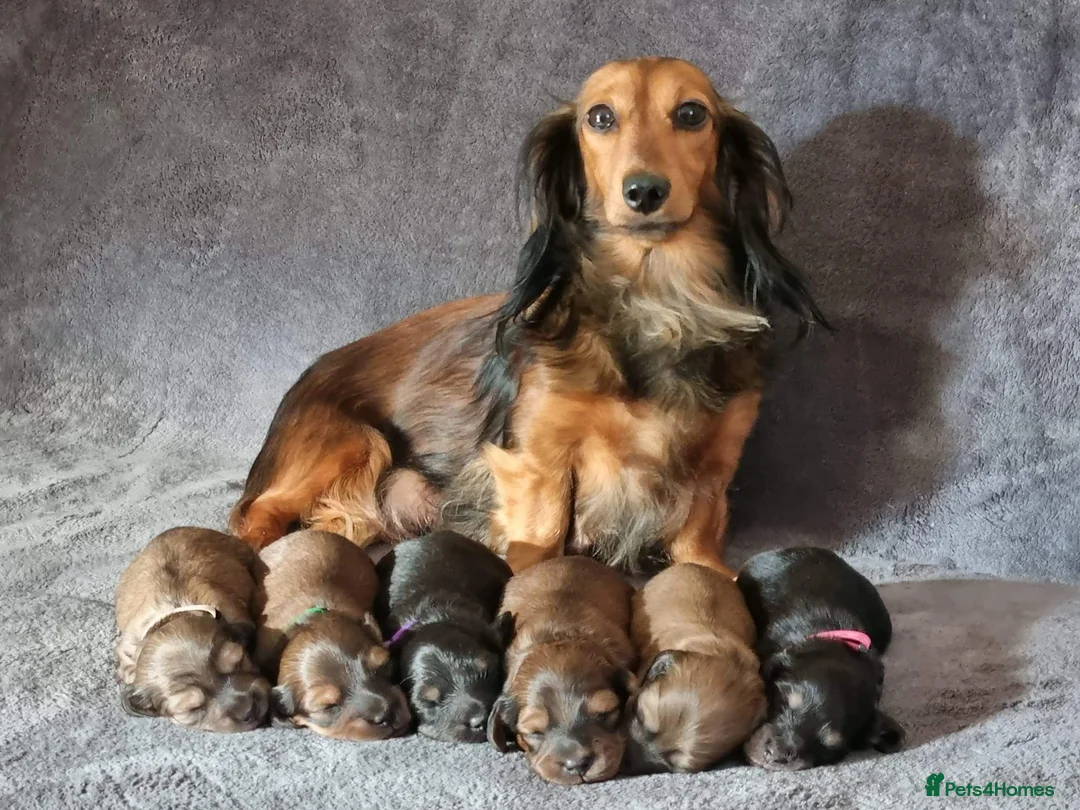 Miniature Dachshund dogs for stud: Clear Cream Stud in Rochford - Advert 2