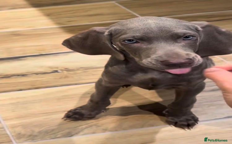 Weimaraner dogs - Advert 2