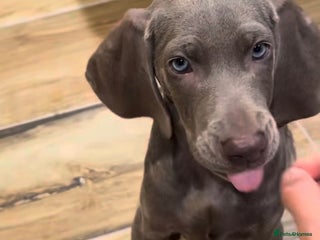 Weimaraner dogs - Advert 4