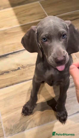 Weimaraner dogs - Advert 2