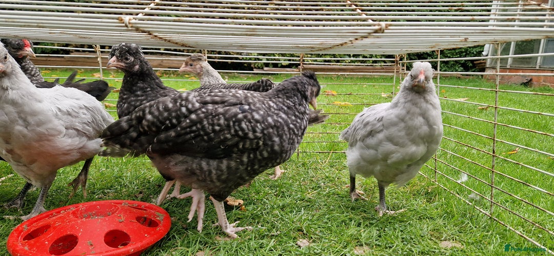 Chickens poultry for sale: Farmyard Mixed Chicks - Image 2