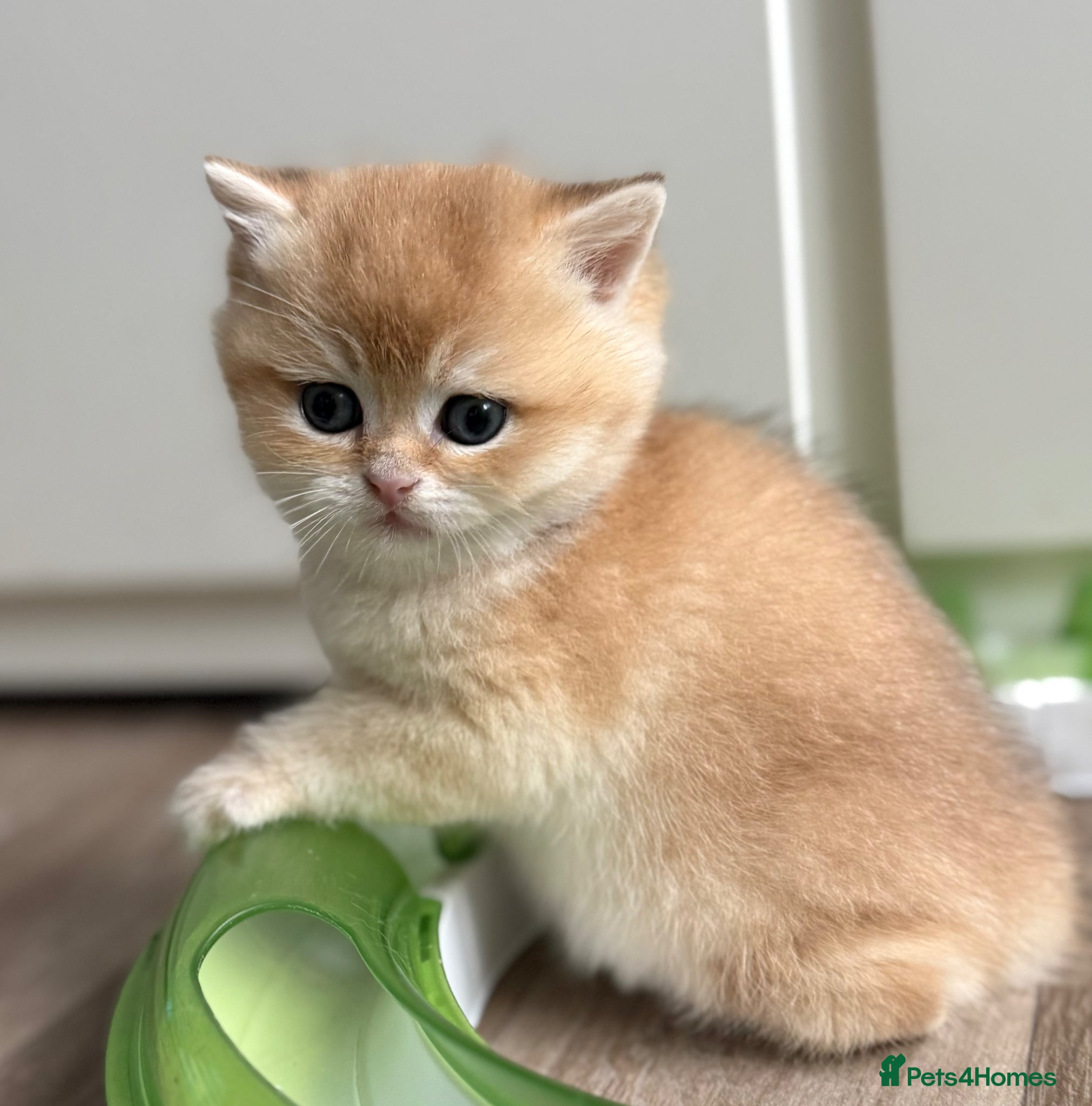 British Shorthair cats 🌟Adorable Golden Pure BSH kittens 🌟 - Advert 5