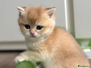 British Shorthair cats 🌟Adorable Golden Pure BSH kittens 🌟 - Advert 5