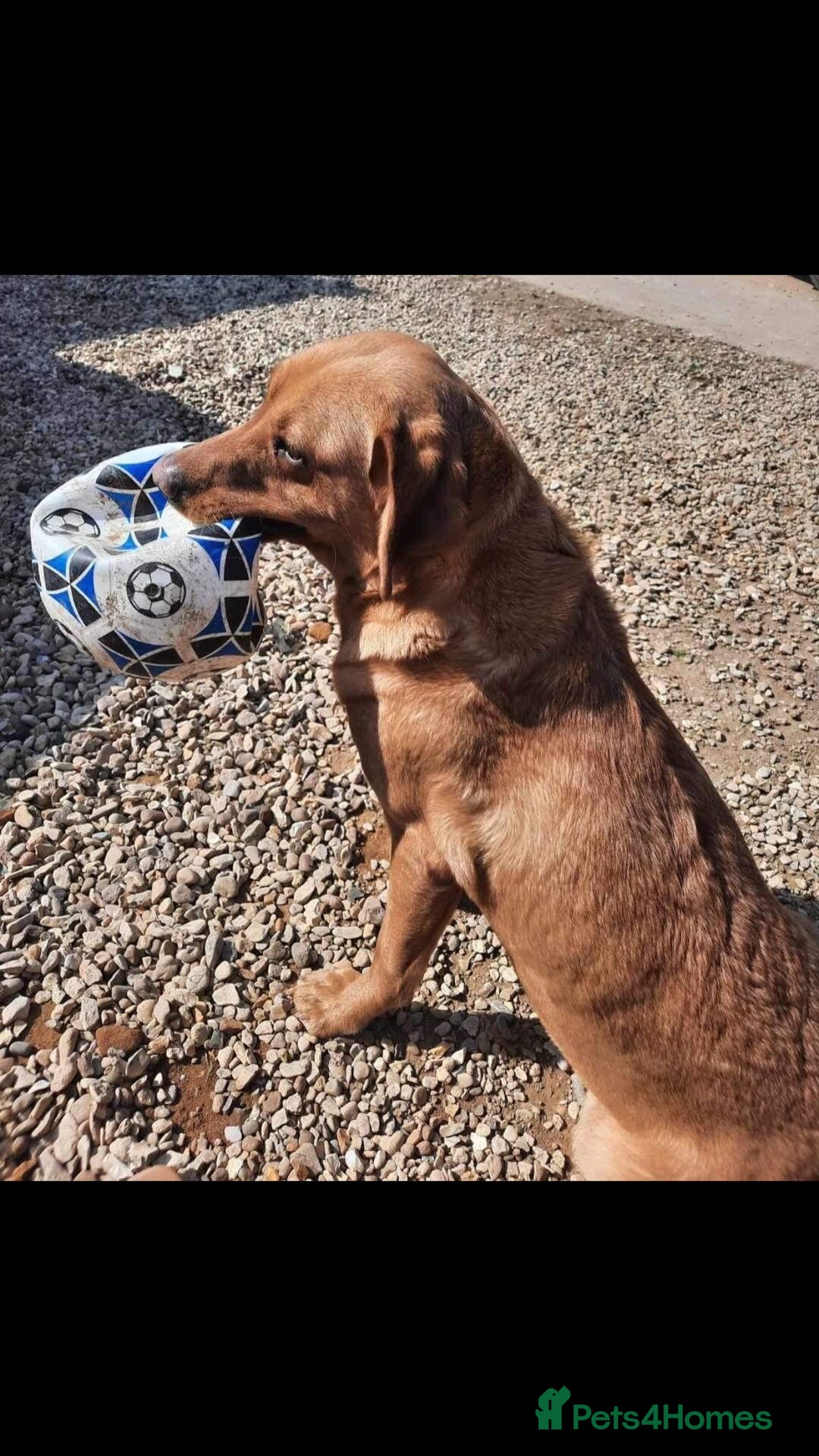 Labrador Retriever dogs for sale: Stunning litter of KC FOX RED PUPPYS  - Advert 7