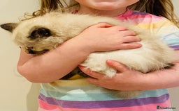 Ragdoll cats for sale: Gorgeous ragdoll kittens  - Image 12