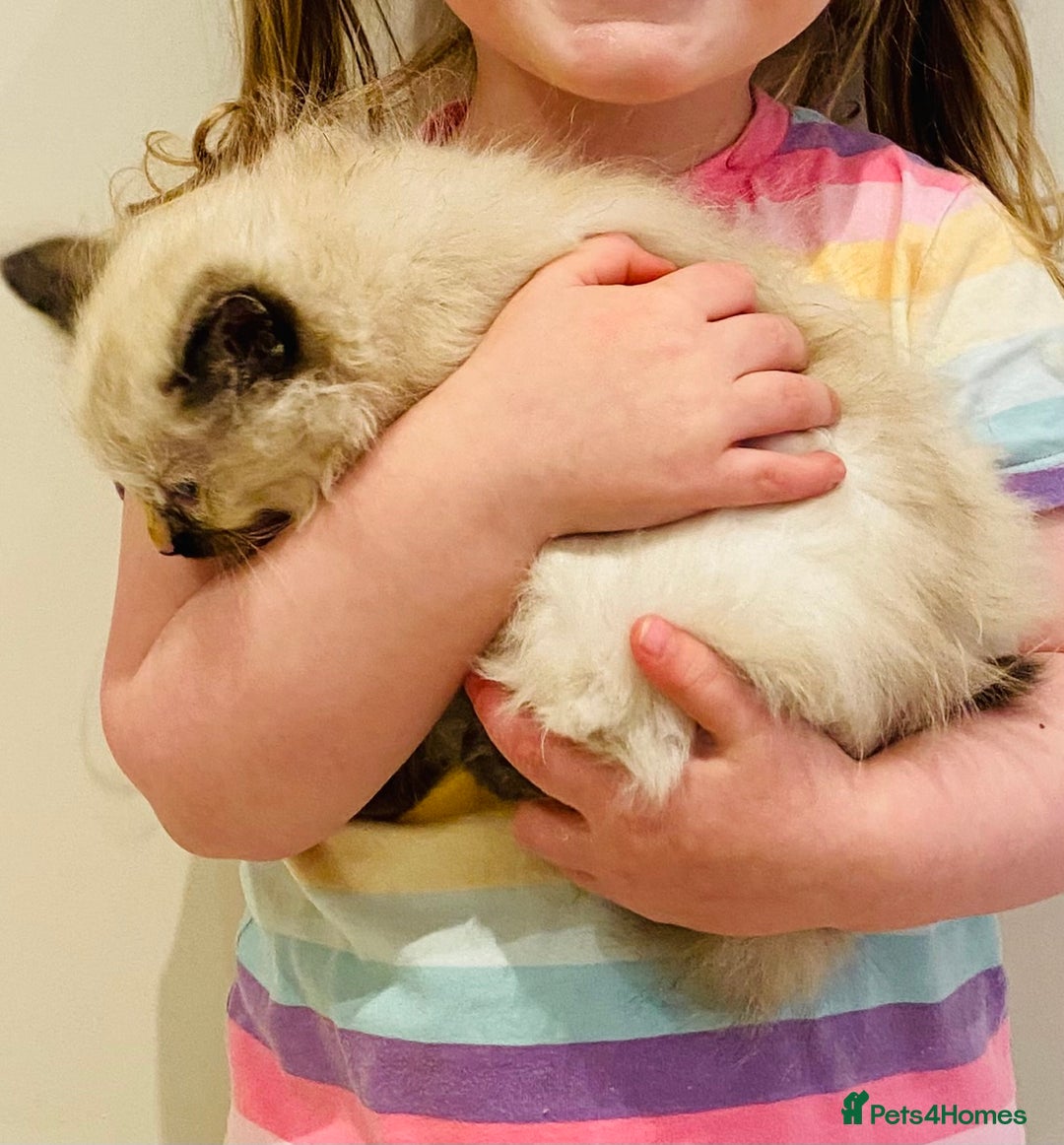Ragdoll cats for sale: Gorgeous ragdoll kittens  - Image 12