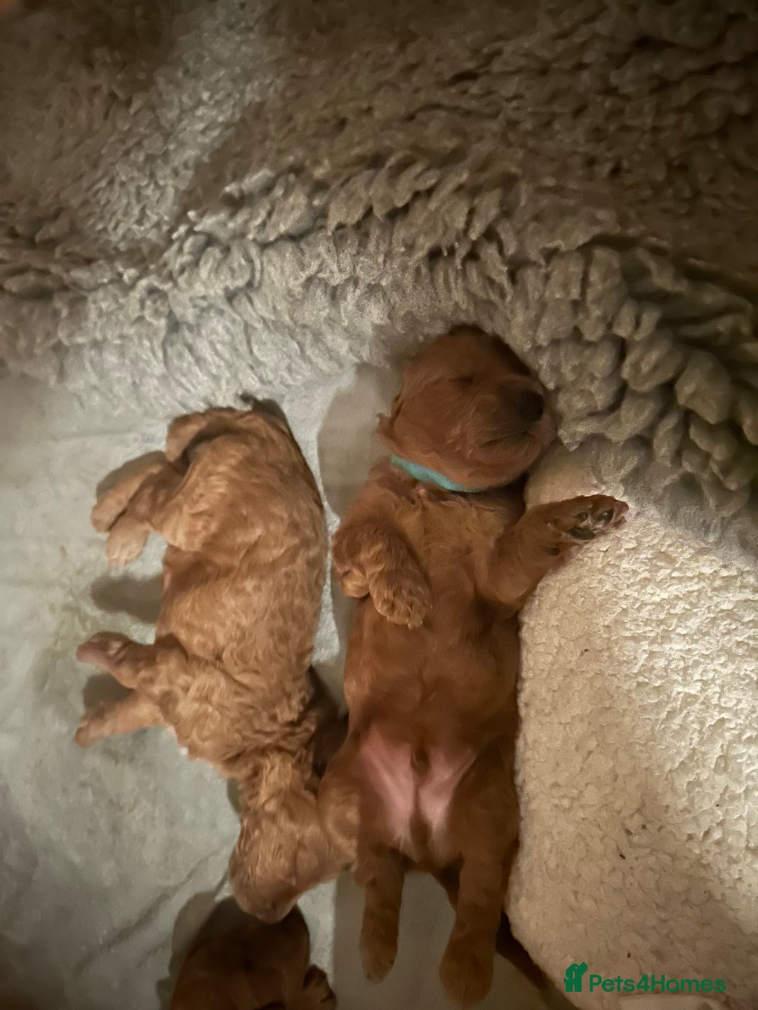 Miniature Poodle dogs for sale: Red Miniature Poodles  - Image 14