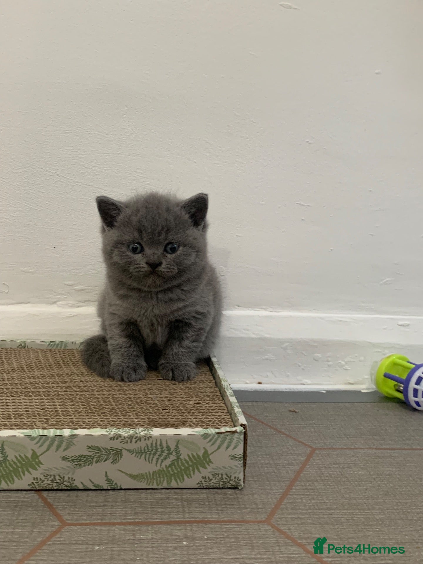 British Shorthair cats British shorthaired kittens  - Advert 2