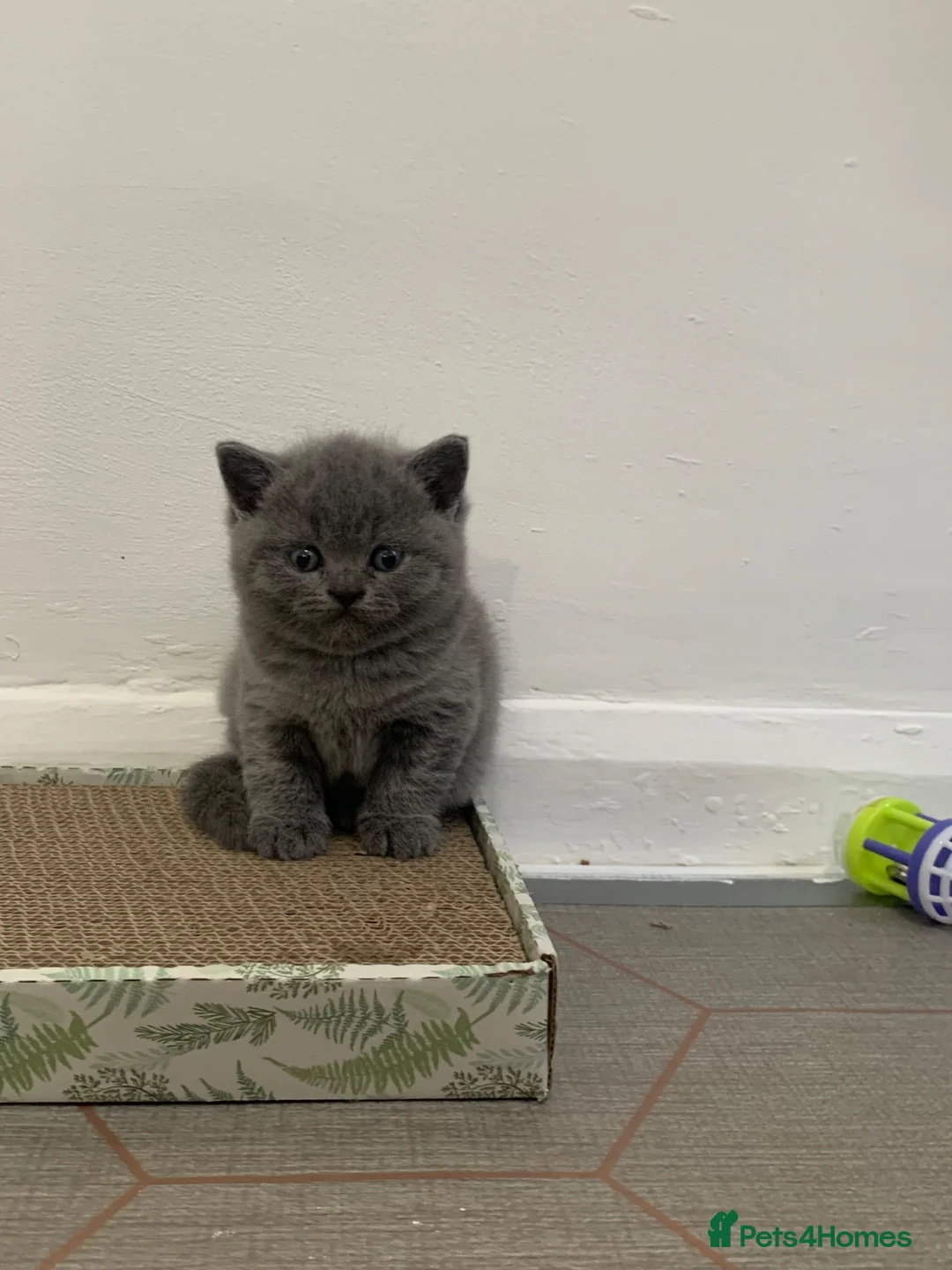 British Shorthair cats for sale: British shorthaired kittens  in High Peak - Advert 1