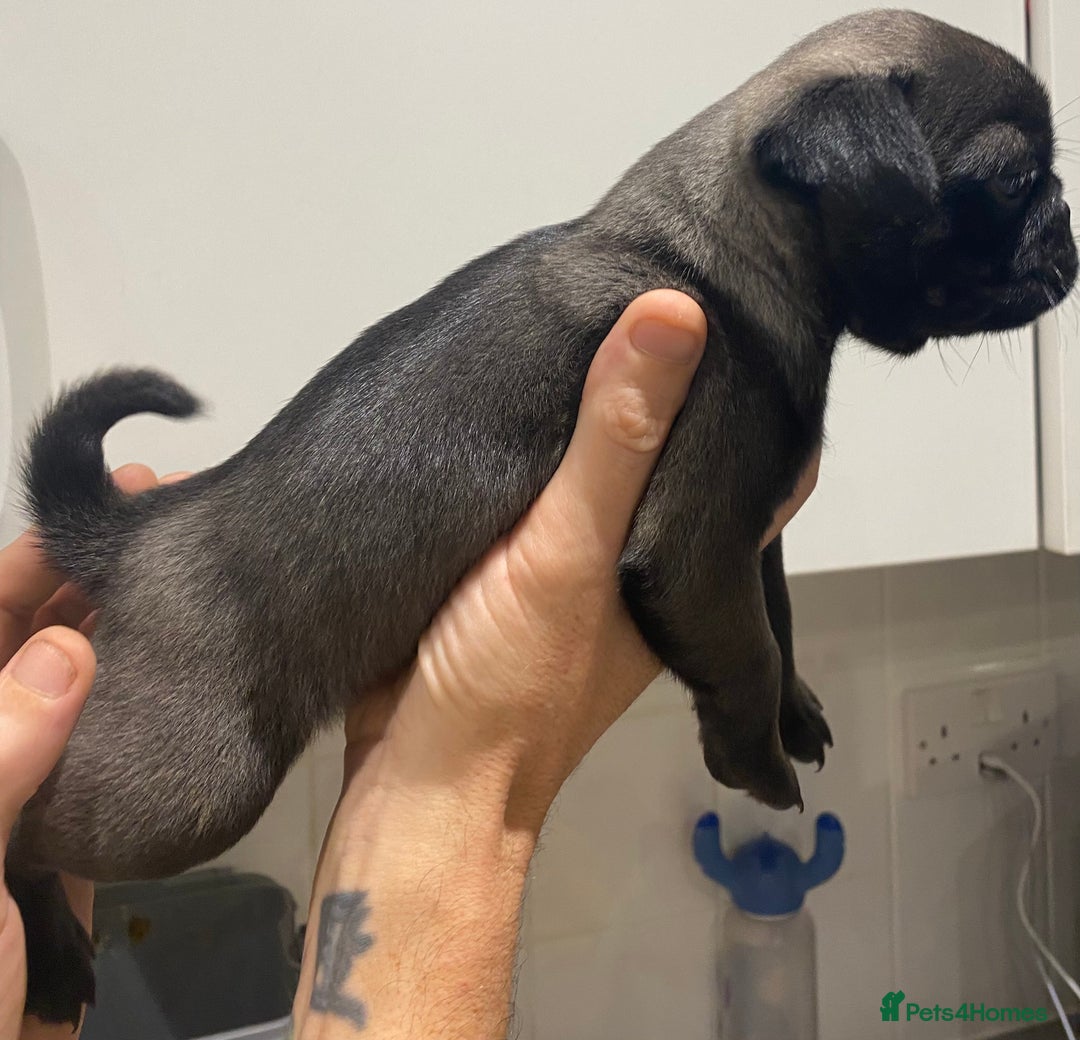 Pug dogs for sale: 💓 PUG GIRL 💓 1 REMAINING READY NOW! - Advert 5