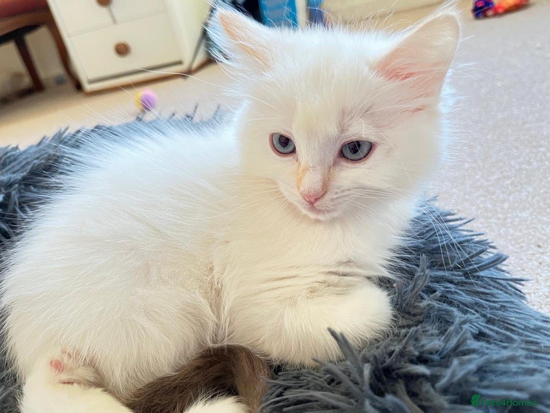 Ragdoll cats for sale: 4 Ragdoll Kittens - Advert 3