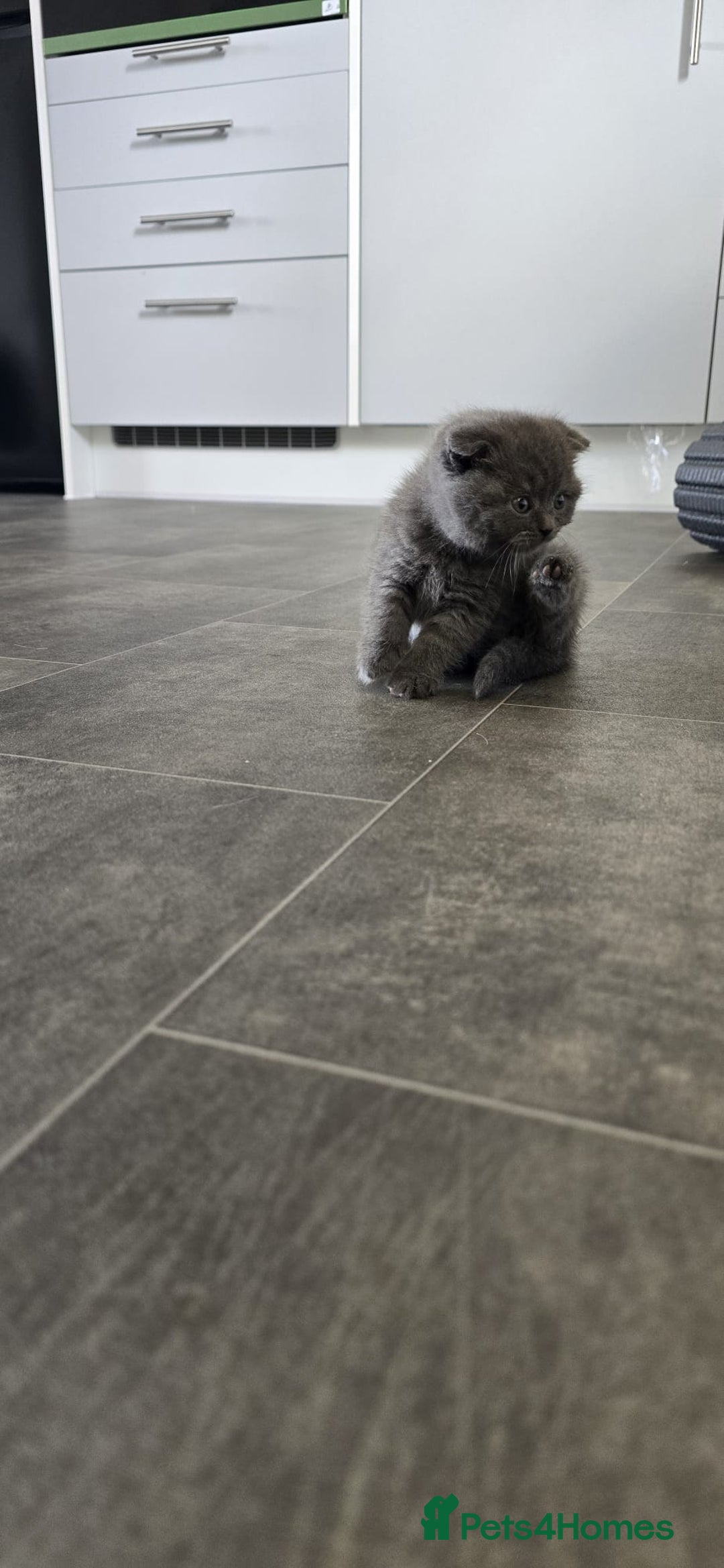 Scottish Fold cats for sale: For sale Scottish fold kitties  - Image 8
