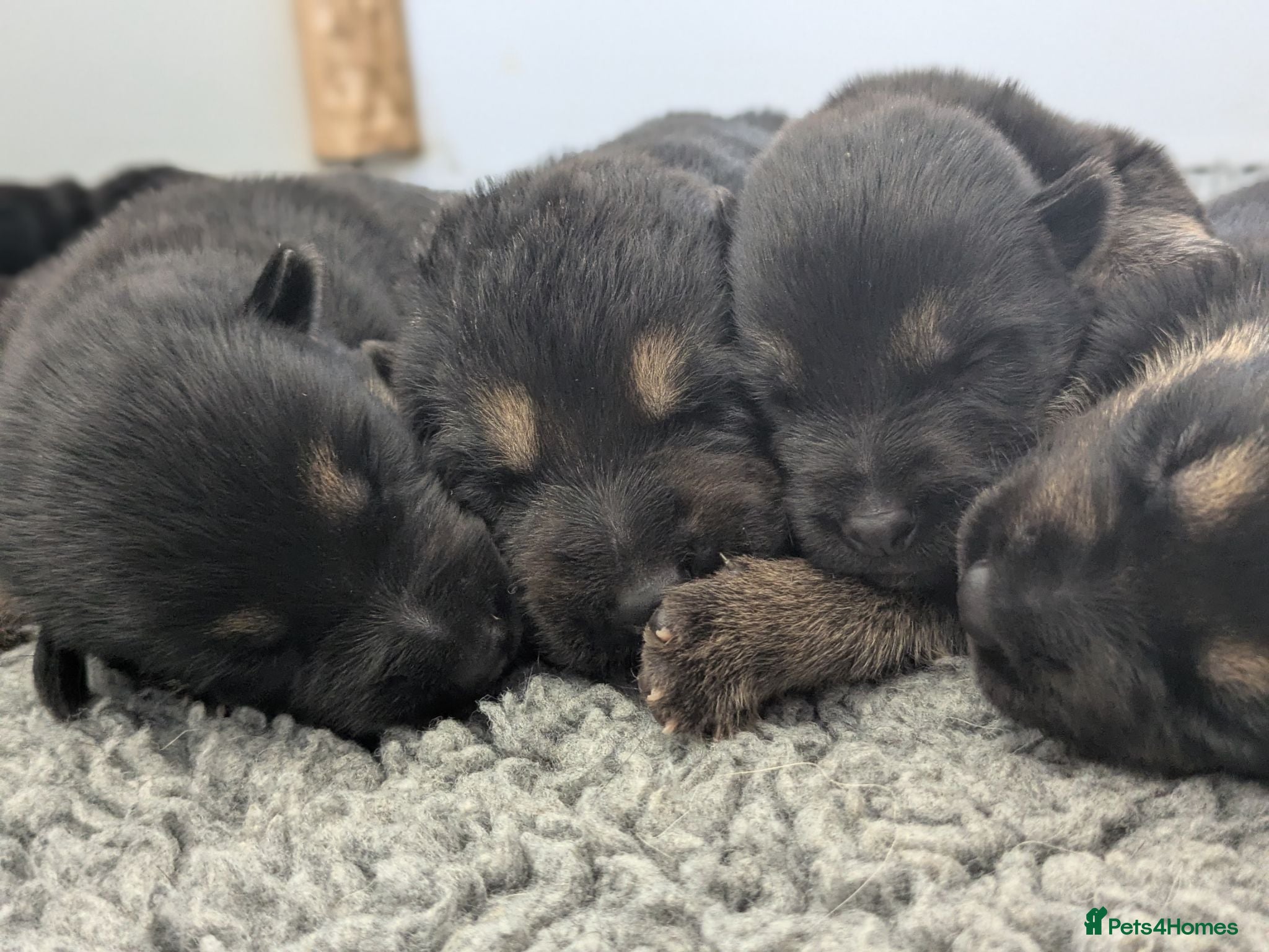 German Shepherd dogs Champion-Line KC Pups From Health Tested Parents - Advert 2