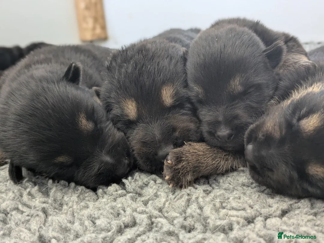 German Shepherd dogs for sale: Champion-Line KC Pups From Health Tested Parents - Advert 2