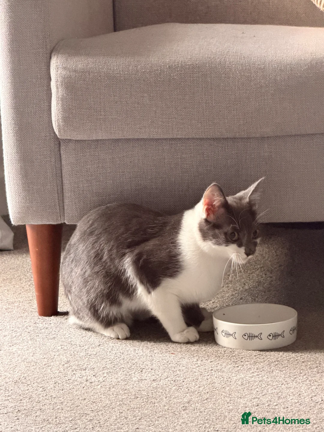 Mixed Breed cats for sale: Beautiful Boy in Derby - Advert 2