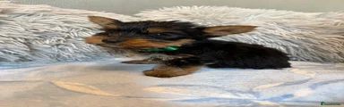 Yorkshire Terrier 2