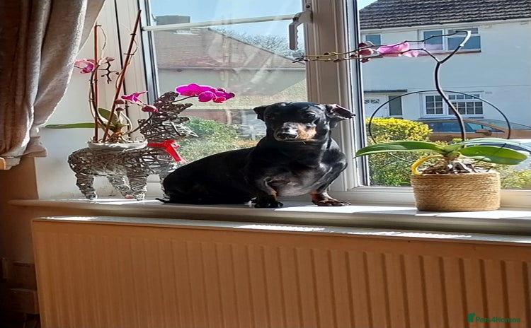 Dachshund dogs - Advert 9