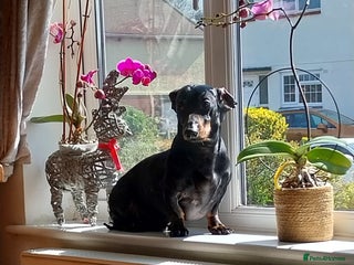 Dachshund dogs - Advert 5