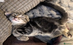 Domestic Shorthair cats for sale: Beautiful domestic short hair kittens for sale  - Image 29