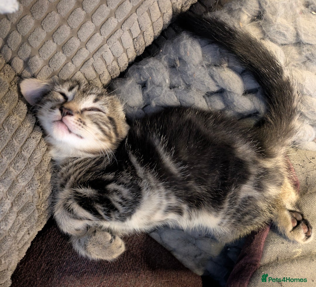 Domestic Shorthair cats for sale: Beautiful domestic short hair kittens for sale  - Image 29