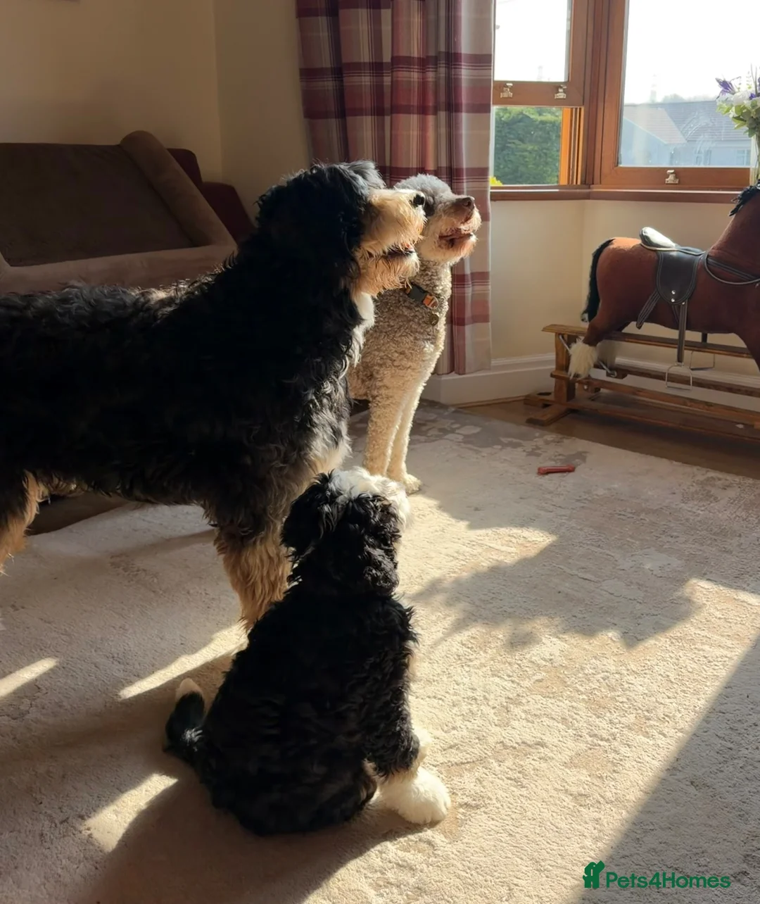 Bernedoodle dogs for sale: Large Standard Bernedoodles  - Advert 1