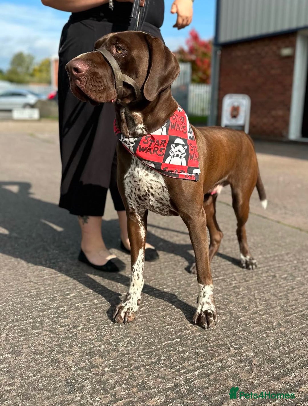 German Shorthaired Pointer dogs for stud: KC registered health tested stud  in Birmingham - Image 2