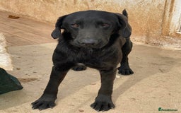 Mixed Breed dogs for adoption: Brave Bruno is Ready for His Forever Family! 🤎 - Image 6