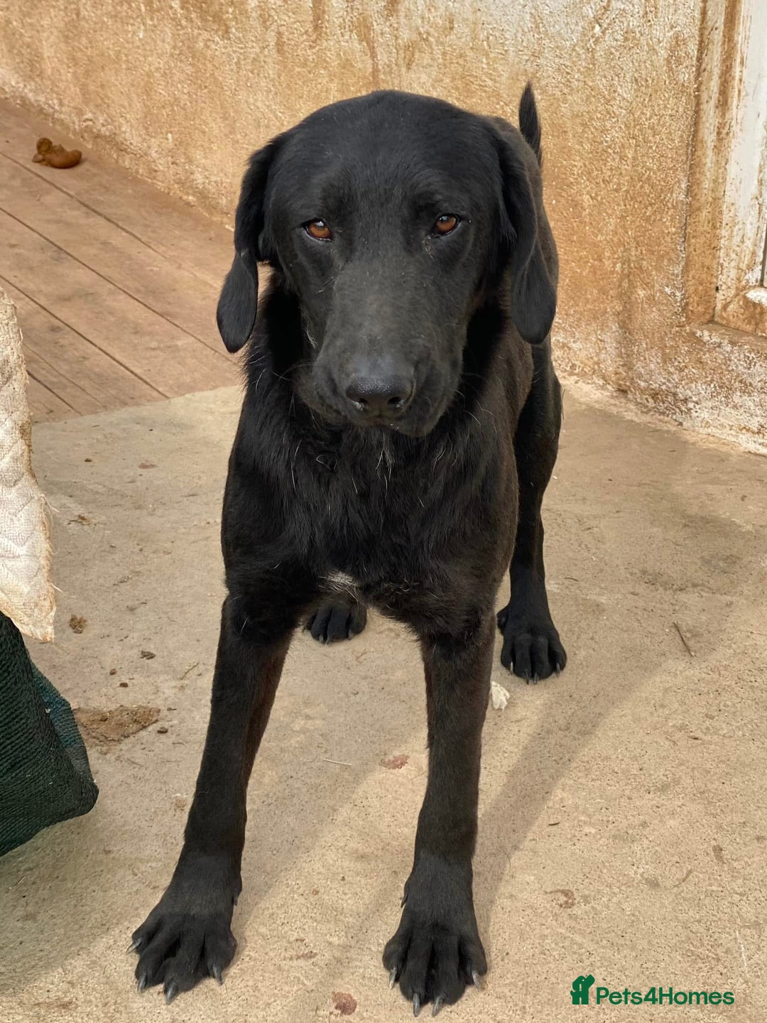 Mixed Breed dogs for adoption: Brave Bruno is Ready for His Forever Family! 🤎 - Image 6