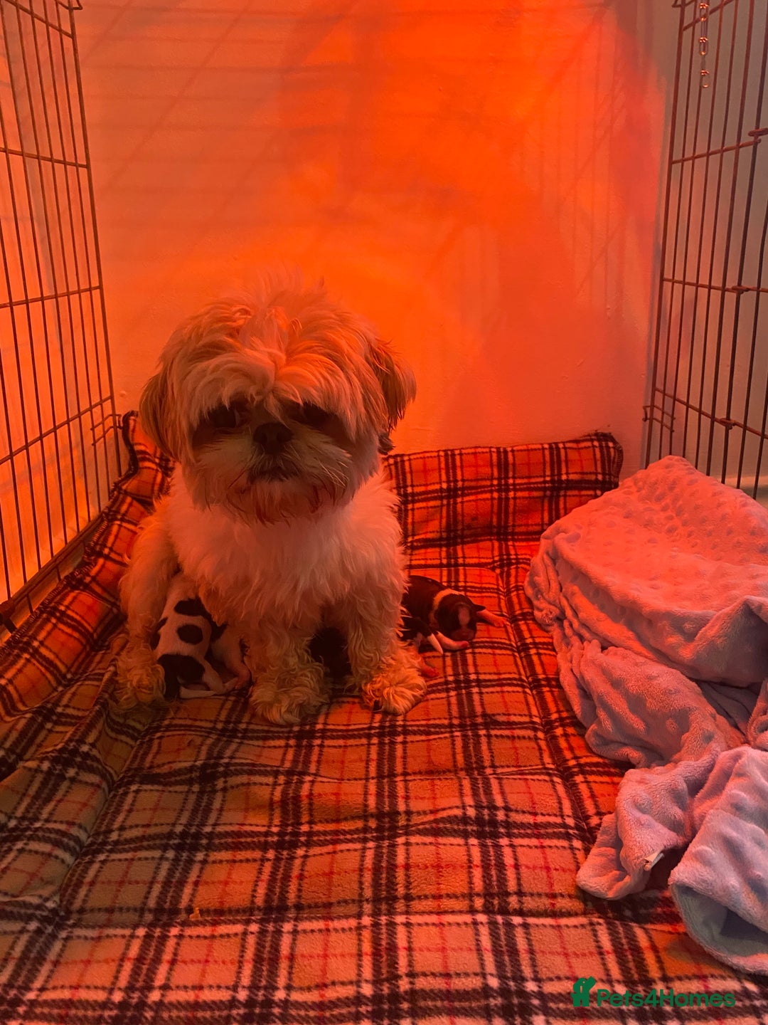 Shih Tzu dogs for sale: Imperial shitzhu pups  born on the 17 of October - Image 5