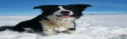 Border Collie dogs for stud: STUD Black and White Border Collie Boy  in Bingley - Advert 5