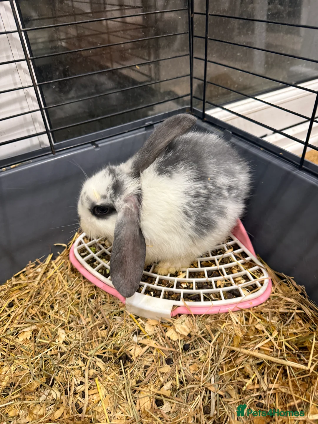 Mini Lop rabbits for sale: Baby Rabbits Looking for Loving Homes  - Advert 1