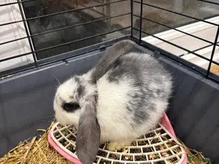 Mini Lop rabbits Baby Rabbits Looking for Loving Homes - Advert 3