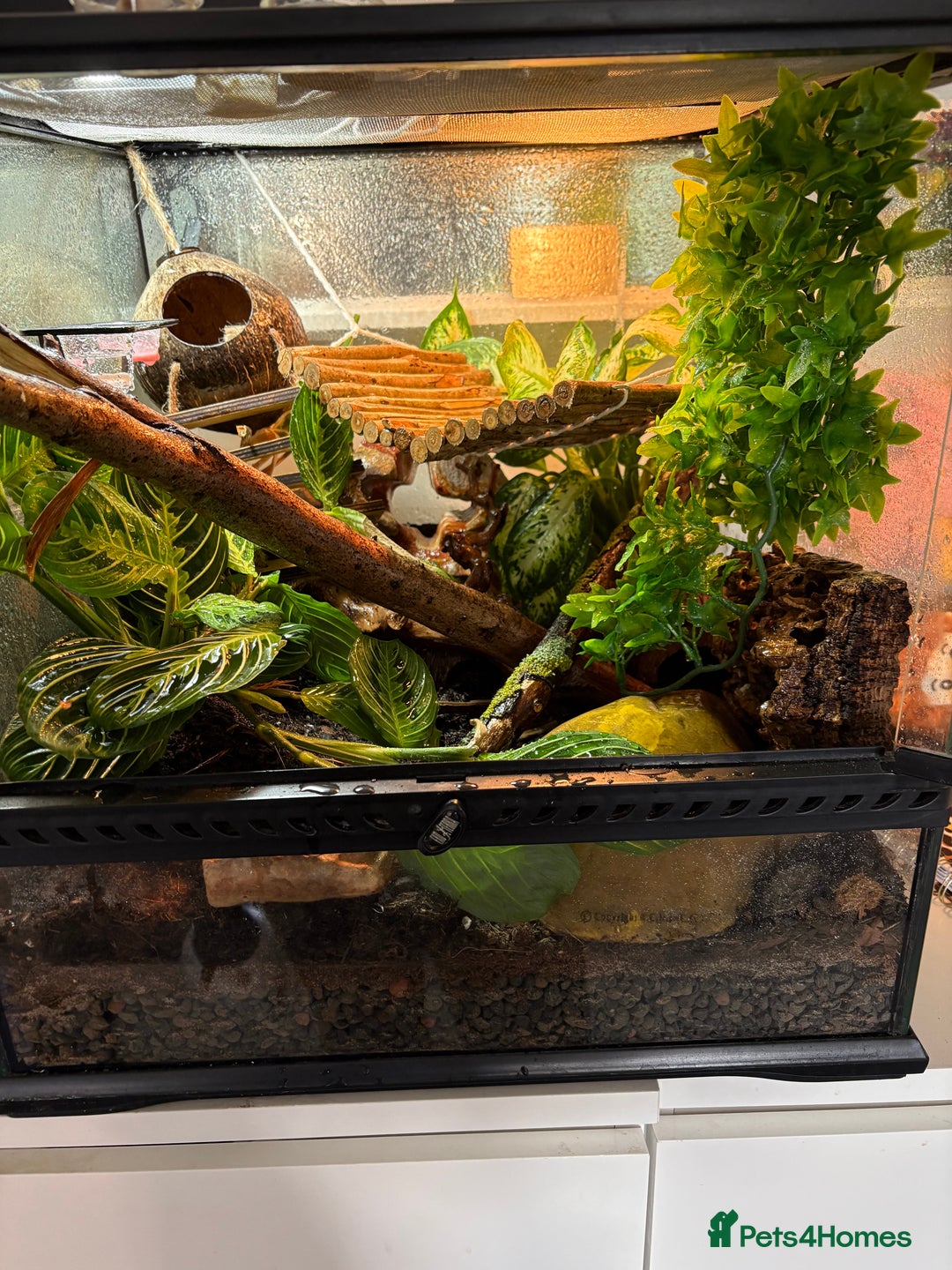 Gecko reptiles for sale: Crested geckos w/setup  - Image 4