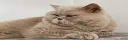 British Shorthair cats for stud: 🔥💙 FAWN GCCF TICA STUD EAST MIDLANDS  - Advert 1