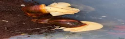 Snails invertebrates for sale: 3 giant African land snails  - Advert 5