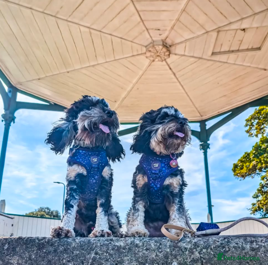 Cockapoo dogs for sale: Rehoming beloved family pet - Image 7