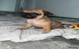 Pug dogs for sale: PUG PUPPYS READY TO GO !!!! - Advert 3