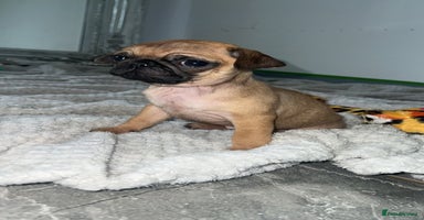 Pug dogs PUG PUPPYS READY TO GO !!!! - Advert 5